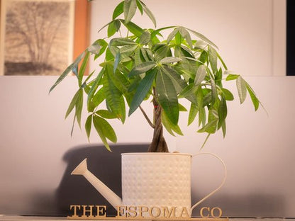 Espoma Organic Indoor Plant Food - Concentrated Fertilizer for Pothos, Fiddle Leaf Fig & More - 8 Ounce Pack of 2