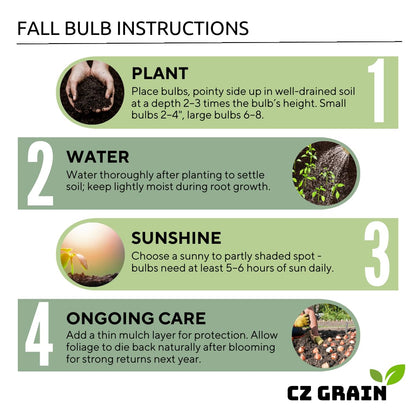 10 Florida Cardinal Caladium Bulbs for Planting - Perennial Hosta, Elephant Ears, Fancy (10 Bulbs)