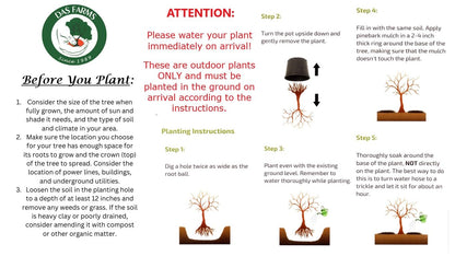 Hardy Pecan Tree - Produces Nuts - Live Plant Shipped 1 Foot Tall by DAS Farms