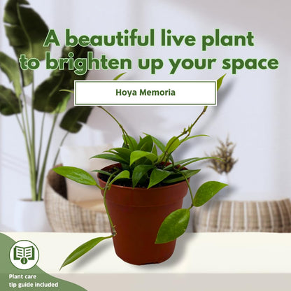 BubbleBlooms Hoya Gracilis, Rare Limited Live Plant, in 4 inch Pot