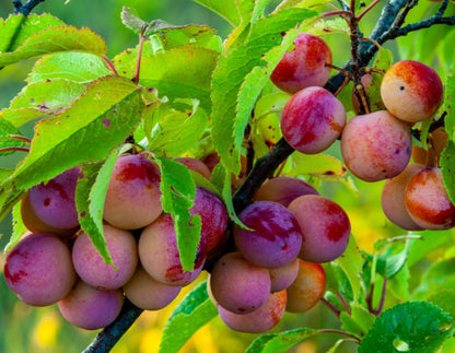 American Plum Tree - 6-12" Tall Live Plant - Wild Plum Shrub - Edible Fruit Bush - Prunus Americana