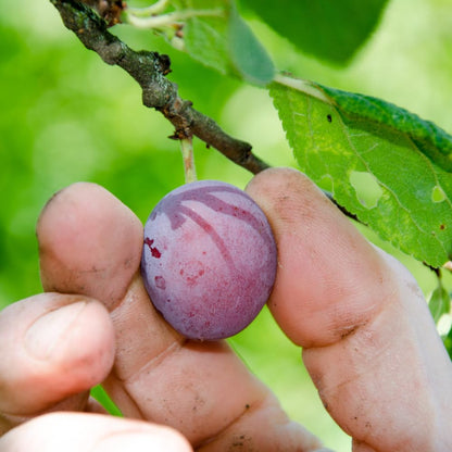 Methley Plum Trees Live Plants, Live Plum Tree in 3 Gal Pot, Large Plant from 3 Feet Tall, Sweet and Juice Fruit for Outdoor Gardening, No Ship to CA