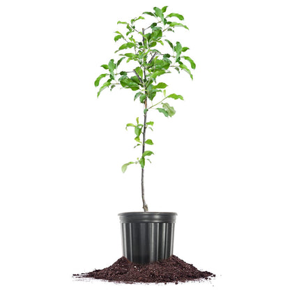 Perfect Plants Granny Smith Apple Tree 4-5ft Tall | Live Fruit Trees for Outdoor Planting | Fresh Apples for Eating, Canning, & Dehydrating | Sweet & Tasty Green Fruits Ripen in Fall