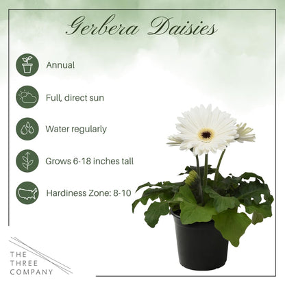 Live Flowering Gerbera Daisies - Grower's Choice Assorted Colors (3 Plants Per Pack) - Beautiful Spring Flowers - 12" Tall by 5" Wide in 1 Qt Pot