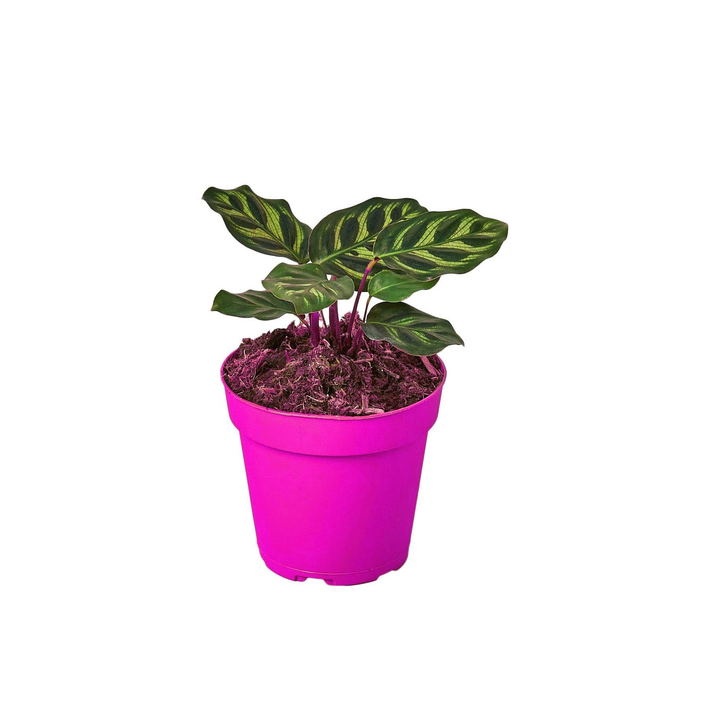 3 Pack Calathea 'Makoyana' in 4in Pot - Live Tropical Houseplant - Easy to Grow | Air Purifying | Pet Friendly | Variegated | USA Growers | The Snobby Leaf
