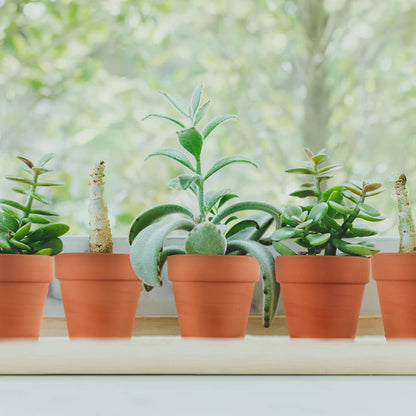 Sderoq 3 Inch Terracotta Pots - 22Pack Clay Flower Pots with Drainage Hole, Succulent Nursery Pot/Cactus Plant Pot. Great for Plants, Crafts, Wedding Favorn, DIY Production