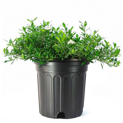American Plant Exchange Gardenia Radicans – Live 10-Inch Potted Shrub, Fragrant White Blooms, Easy-Care Evergreen for Indoor & Outdoor Use, Home, Patio & Landscape Décor