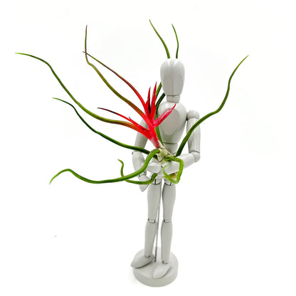 ragnaroc Air Plants - Flowering Tillandsia Bulbosa Belize, Giant 7-9" - 2ct - Live Arrival Guaranteed - House Plants for Home Decor & Gift
