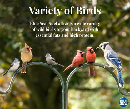 Blue Seal Nut Feast Suet Cakes for Wild Birds - No Mess Suet Feed with Nut Variety | 11oz (6 Pack)