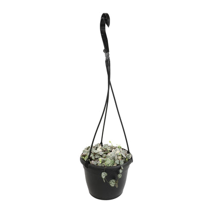 Variegated String of Hearts Hanging Basket, Ceropegia linearis Woodii, String of Hearts Plant Live Succulents Plants Live Houseplants, House Plants Indoors Live Indoor House Plants by Plants for Pets