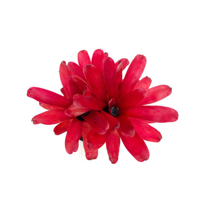 ragnaroc Live Plants - Bromeliad Neoregelia 'Super Fireball', 10-12" in 6" Pot - 1ct - Live Arrival Guaranteed - House Plants for Home Decor & Gift