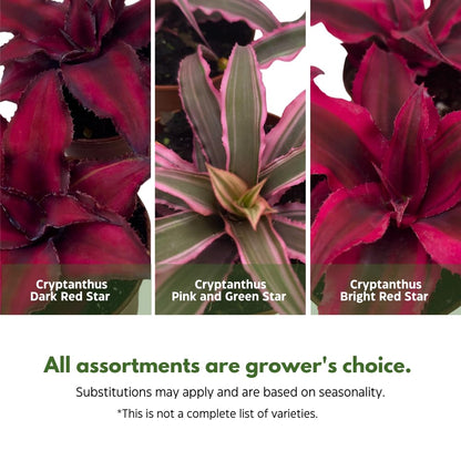 BubbleBlooms Cryptanthus bivittatus Assortment, Earth Star Bromeliad Set, 3 Different Succulents