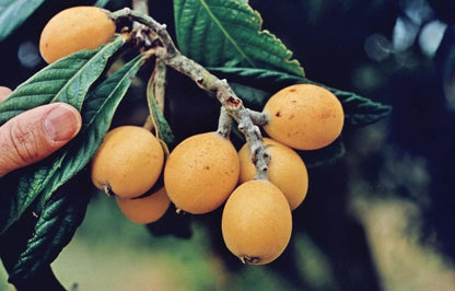 Loquat(Eriobotrya Japonica) Nispero Japones Live Tree(Japanese Plum) Plant (1-2ft)