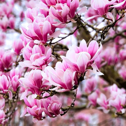 Pack 2 Jane Magnolia Plants Live, Fragrant Magnolia Bush Live Plants 6 to 12 Inch Tall, Tulip Shaped Magnolia Flowers Seedlings in 2.5 Inch Pot