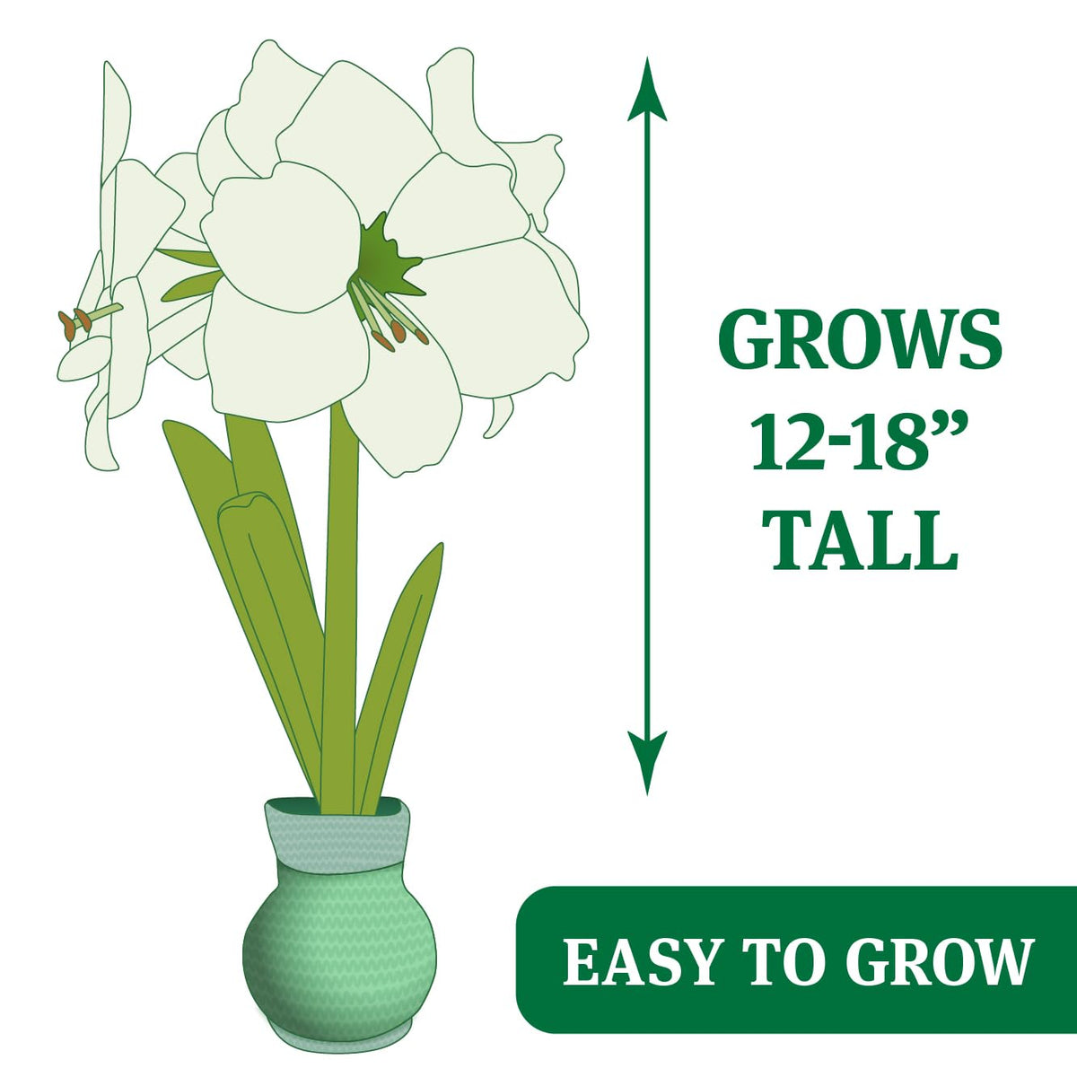 O Tannenbaum Sweater Amaryllis Flower Bulb with Stand, No Water Needed, Gift Ready
