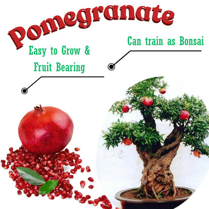 2 Fast-Growing Pomegranate Trees Live Plants, Cold Hardy, Spring Planting, Starter Size from 4 to 8 Inc, Sweet Fruit Tropical Plant
