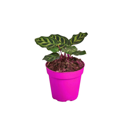 8 Pack Calathea 'Makoyana' - 4" Pot in 4in Pot - Live Tropical Houseplant - Easy to Grow | Air Purifying | Pet Friendly | Variegated | USA Growers | The Snobby Leaf