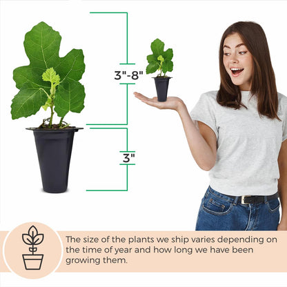 Fig Tree Collection (4 Pack) Edible Fruit Plant from Our Optimal Picks | Easy to Grow Plants for Sustainable Living | Grow Your own Food on Your Edible Organic Garden | Live for Planting | No Seeds