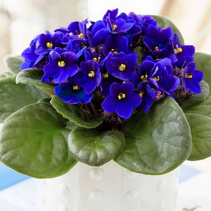 African Violet Live Plant Houseplant in 4" Pot, Blooming Indoor Plant for Home or Office with Vibrant Flowers (Blue African Violet)