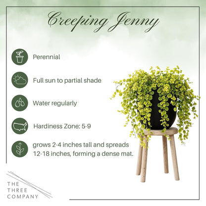 Creeping Jenny Live Plant (Lysimachia nummularia) - 2 Plants Per Pack - Healthy Trailing Perennial - Beautiful Accent Plant - 6" Tall by 4" Wide in 1 Pt Pot