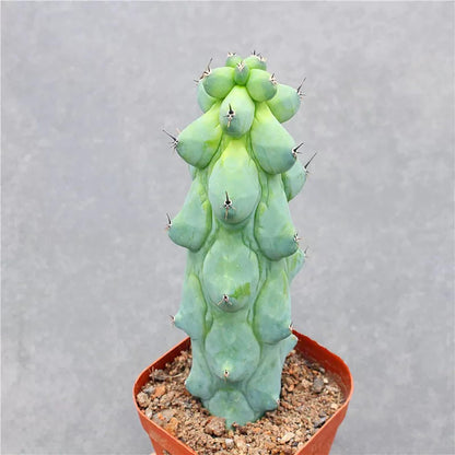 Boobie Cactus Live Plant - Myrtillocactus Geometrizans Fukurokuryuzinboku - 5-6 Inch Height, Unique Succulent Cactus for Indoor and Outdoor Home and Garden Decor, Low Maintenance and Drought-Tolerant