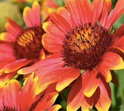 Indian Blanket Flower - Gaillardia - Source of Nectar for Monarch Butterflies - Approximately 1.400 Seeds
