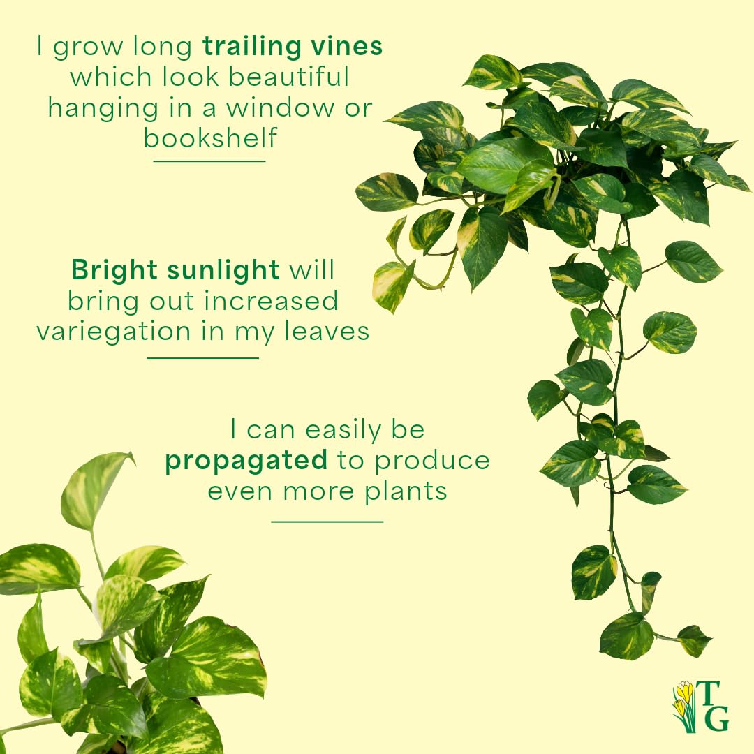 Thorsen's Greenhouse Golden Pothos, Live Indoor Vining Plant, Easy to Grow, Variegated Houseplant, Natural Air Purifier (Natural, 4-inch Pot)