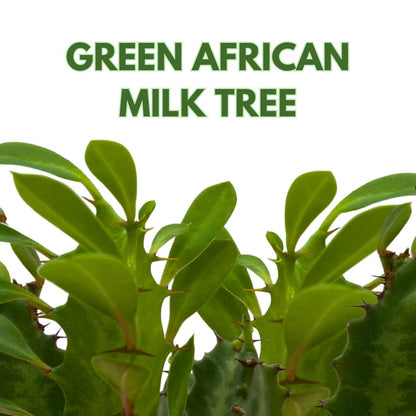 BubbleBlooms Original African Milk Tree, 4 inch Euphorbia trigona Green