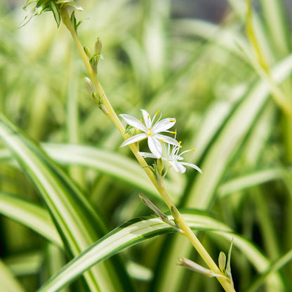 Perfect Plants Spider Plant in 6in. Grower's Pot | Live Houseplant for Indoor Growing | Easy to Care for & Keep Alive | Beautiful Green & White Variegated Leaves