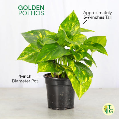 Thorsen's Greenhouse Golden Pothos, Live Indoor Vining Plant, Easy to Grow, Variegated Houseplant, Natural Air Purifier (Natural, 4-inch Pot)