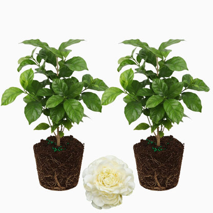 2 Count Jasmine Live Plant | 4 to 6 Inc | Grand Duke of Tuscany Jasmine | Produce Fragrant Flowers | Housewarming Friendship Gifts for Women Best Friend Presents for Mom Birthday Gift for New Home