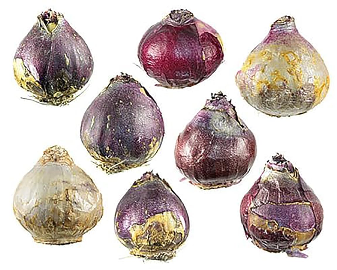 5 Fondant Pink Hyacinth Bulbs