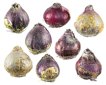 5 Fondant Pink Hyacinth Bulbs