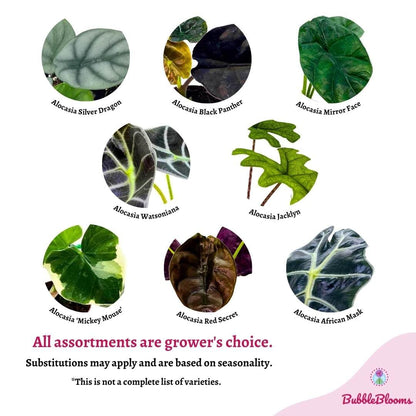 BubbleBlooms Rare Alocasia Assortment, 2 inch Set of 4, Jewel, Jacklyn, Cuprea Pixie Plants