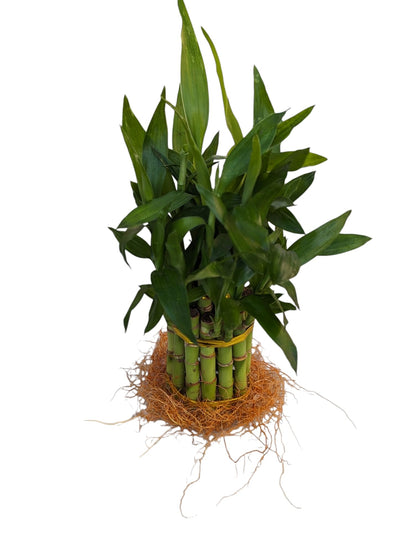 Live Lucky Bamboo Plant, 15 Stalks, Two Tier, Air Purifying, Indoor