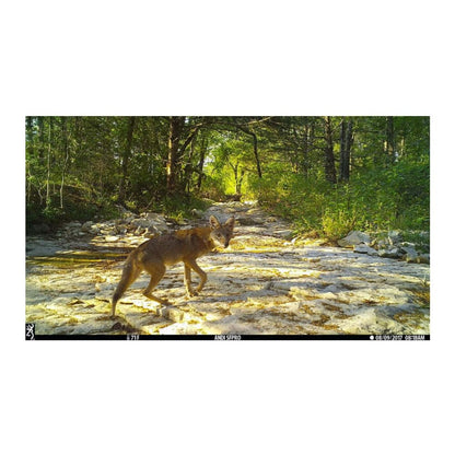 Browning Trail Cameras - Dark Ops Pro X 1080 - BTC-6PX-1080 - Game Camera, Wildlife Motion-Activated Camera