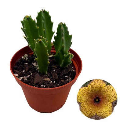 BubbleBlooms Stapelia gigantea, Giant Starfish Flower, Rare Huernia, Zulu Carrion Giant Plant, 4 inch Pot