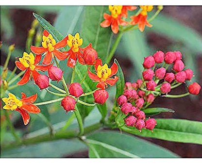 Tropical Milkweed - Asclepias Currassavica Seeds - Food and Host Plant for Monarch Butterflies. Will Grow all over the United States as an Annual and Perennial from Zones 8b and higher.