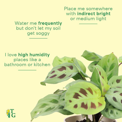 Thorsen's Greenhouse Green Prayer Plant, Live Indoor Plant, Pet Friendly, Uncommon Houseplant, Green Maranta, Easy to Grow, 4" Diameter Pot (Lavender)