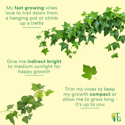 Thorsen's Greenhouse Live Green English Ivy Plant, Hedera Helix, Natural Air Purifier, Easy to Grow, Live Indoor Houseplant, (Sage - 6" Pot)