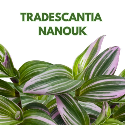 BubbleBlooms Pink Tradescantia Nanouk, Variegated Wandering Jew, Rare 2 inch Tiny Mini Pixie Plant