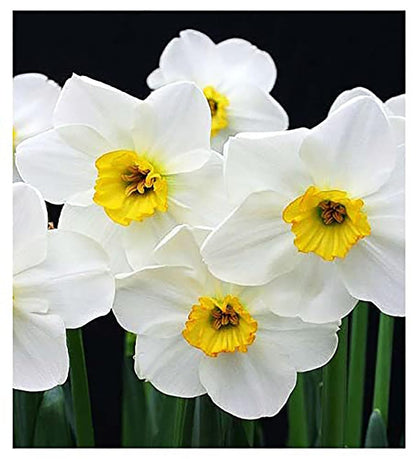 10 Merlin Narcissus Bulbs - TOP Size Daffodil Bulbs