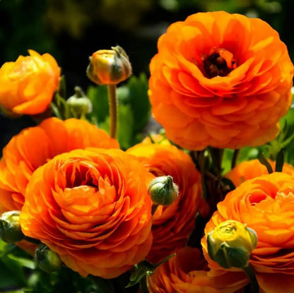 10pcs Orange Ranunculus Bulbs Fall Planting for Spring Blooms Easily Grown Flower Bulbs
