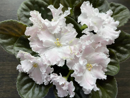 White African Violets Live Plants, Random White Flowers, Indoor Flower Plant, Blooms All Year Round 4 Inch Pot