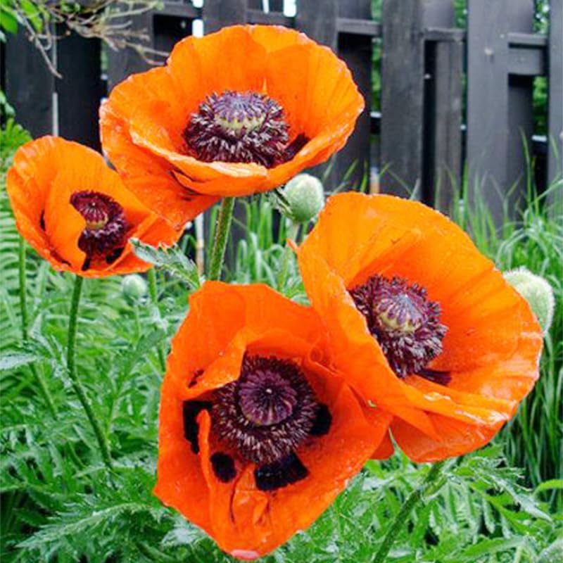 Regine Switzerland 5000+ Mixed Poppy Flower Seeds - Colorful Heirloom Wildflowers for Planting