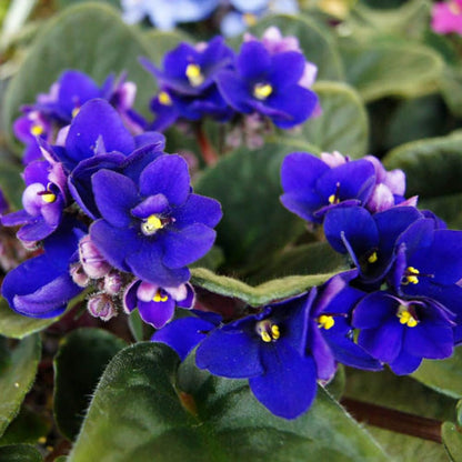 Blue African Violets Live Plants, African Violet Plant, 4 Inc Pot
