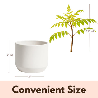 MyShelfie Jacaranda Tree Bonsai Starter Kit for Beginners - Gifts for Men Who Have Everything, Unique Gifts for Women, Small Bonsai Tree with Ceramic Pot, Easy to Grow and Maintain