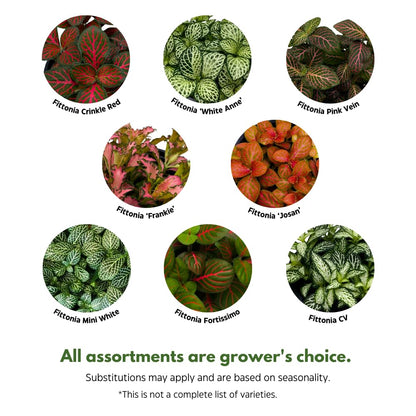 BubbleBlooms Fittonia Nerve Plant Assortment, 4 inch Set of 3, Red White and Pink, Mosaic Jewel Creeping Indoor Plant Albivenis