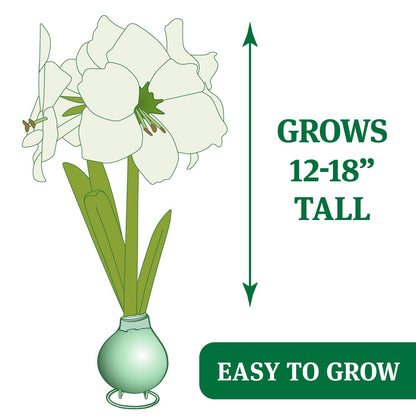 Love Struck Picasso Waxed Amaryllis Flower Bulb with Stand, No Water Needed