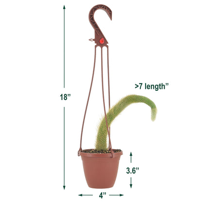 Arcadia Garden Products Live Monkey Tail Cactus Indoor Houseplant in Plastic Hanging Basket, Cleistocactus Colademononis Blooming Succulent Plant Gift for Home and Garden Decor, 4-inch